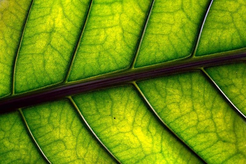 Leaf Rubbing